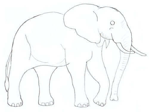 500x377 How To Draw An Elephant - Elephant Drawing Step By Step