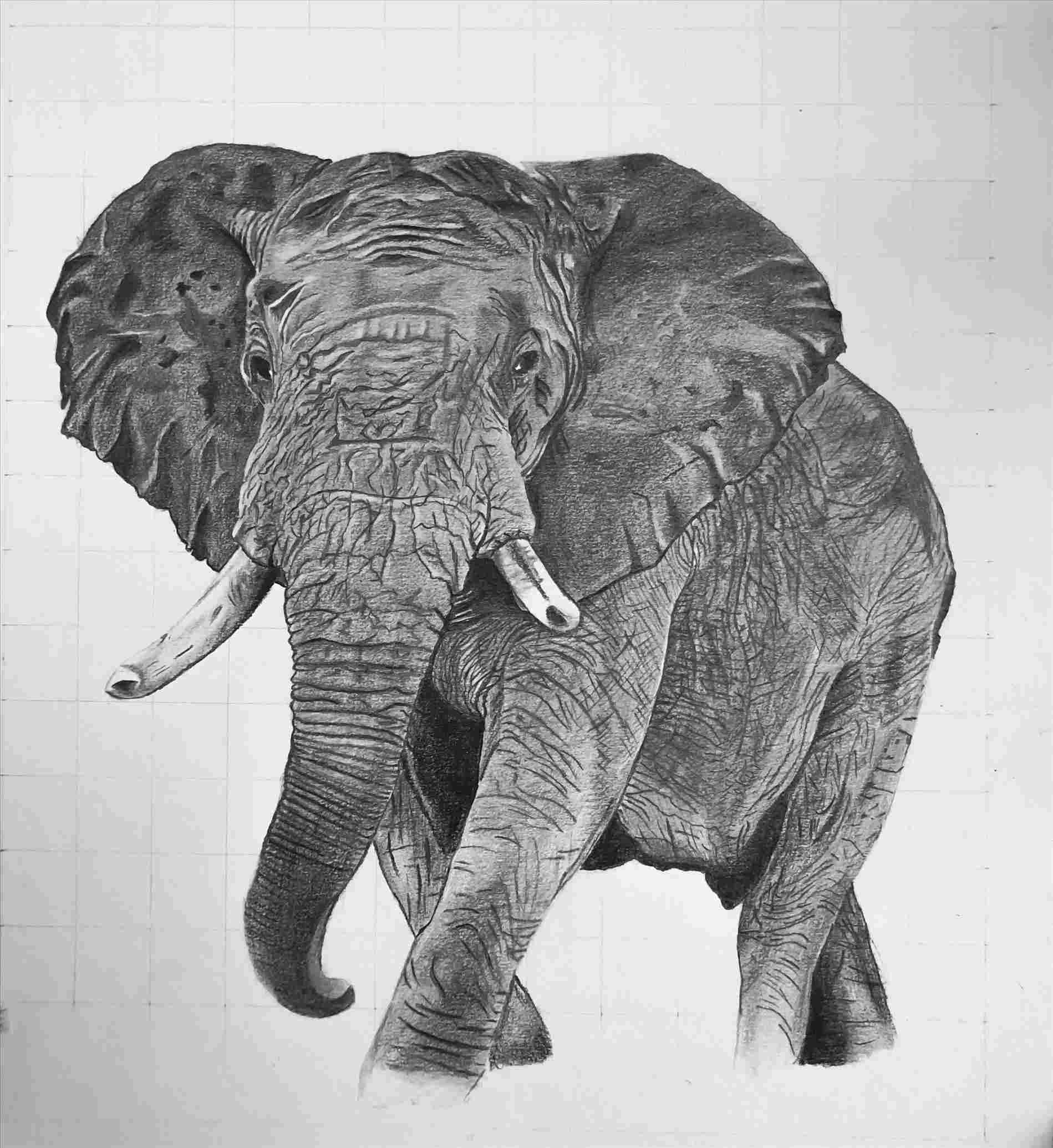 1899x2069 Tattoo Design Love Rhcom Elephant Elephant Pencil - Elephant Drawing Tattoo