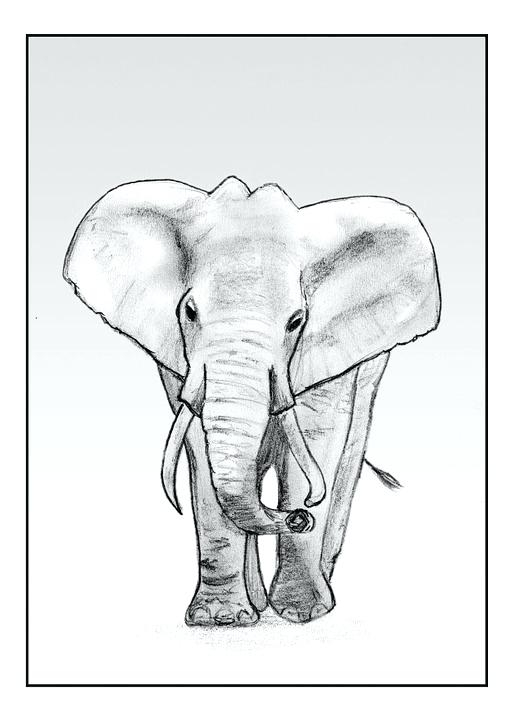 510x720 Elephant Drawing Elephant Pencil Drawing Pictures Pencil Sketches - Elephant Drawing Trunk Up