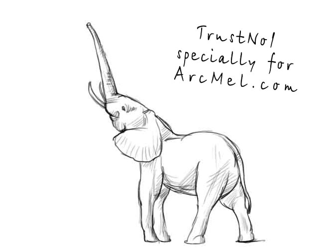 667x500 How To Draw An Elephant Step - Elephant Drawing Trunk Up