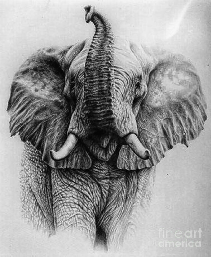 Elephant Drawing Trunk Up at Explore collection of