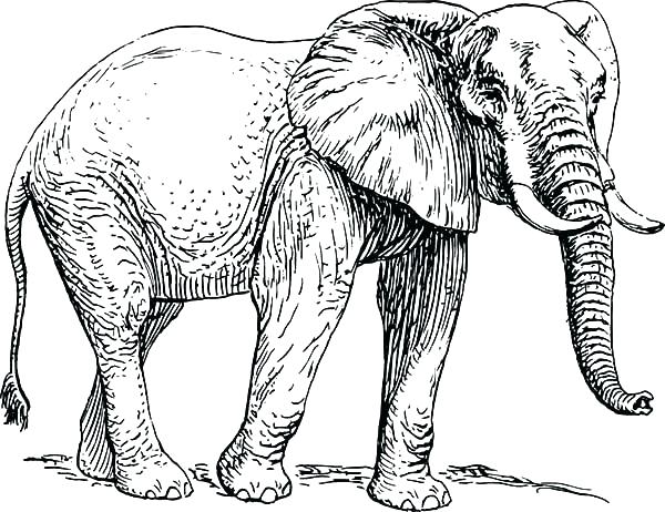 600x462 cute baby elephant drawing for coloring colourful tumblr elephants - Elephant Drawing Tumblr