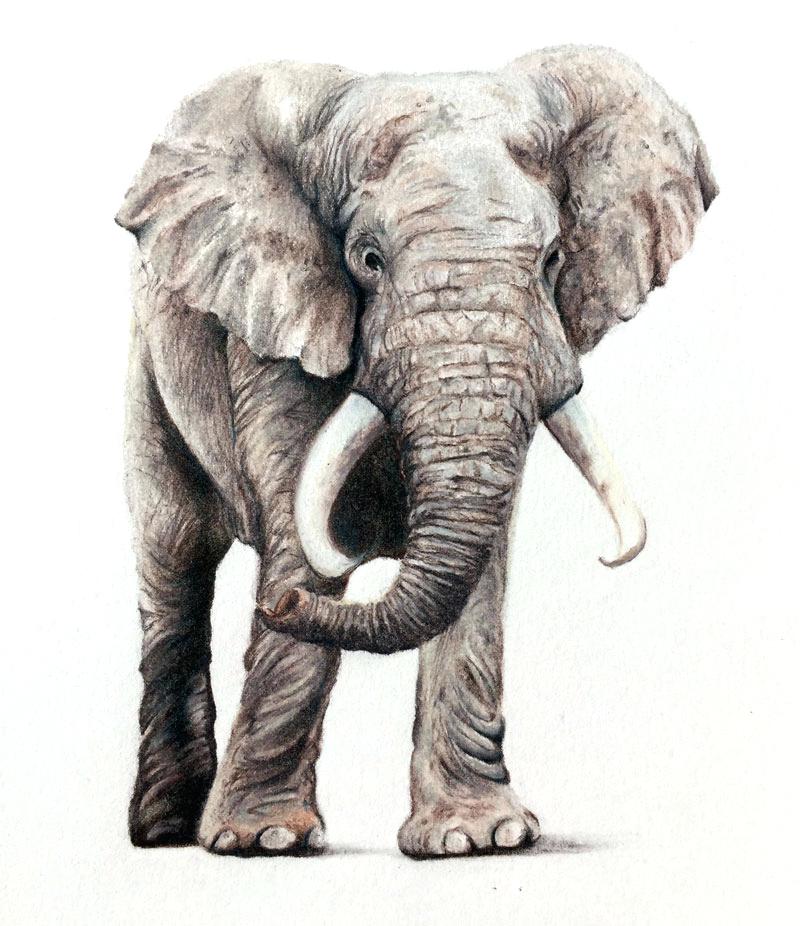 800x926 elephant drawing image titled draw an elephant step elephant - Elephant Drawing Tutorial