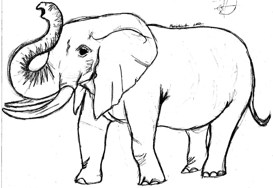 Elephant Drawing With Trunk Up at Explore