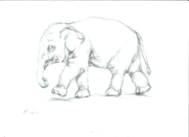728x529 Elephant Tattoo Designs That Never Forget Elephant Tattoo Designs - Elephant Drawing With Trunk Up