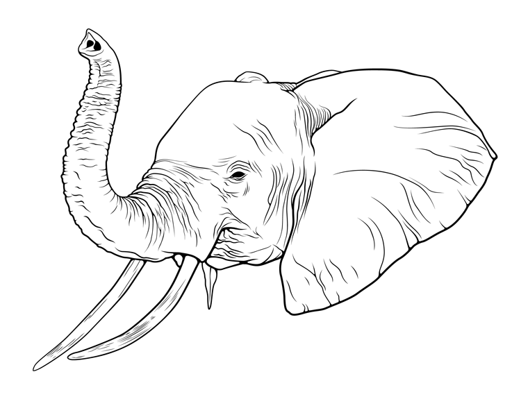 750x575 Simple Elephant Drawing Trunk Up - Elephant Drawing With Trunk Up