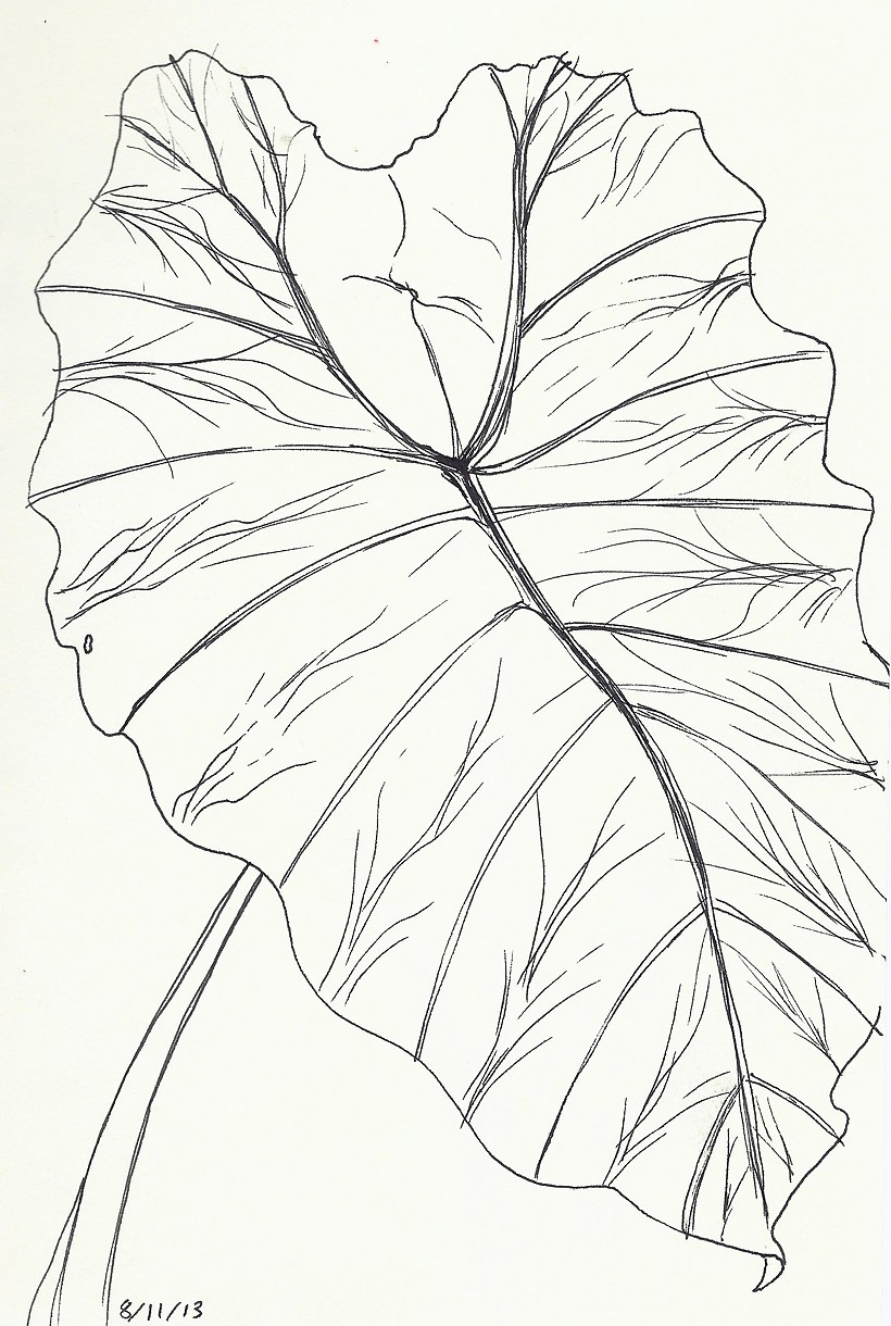 Elephant Ears Drawing at Explore collection of