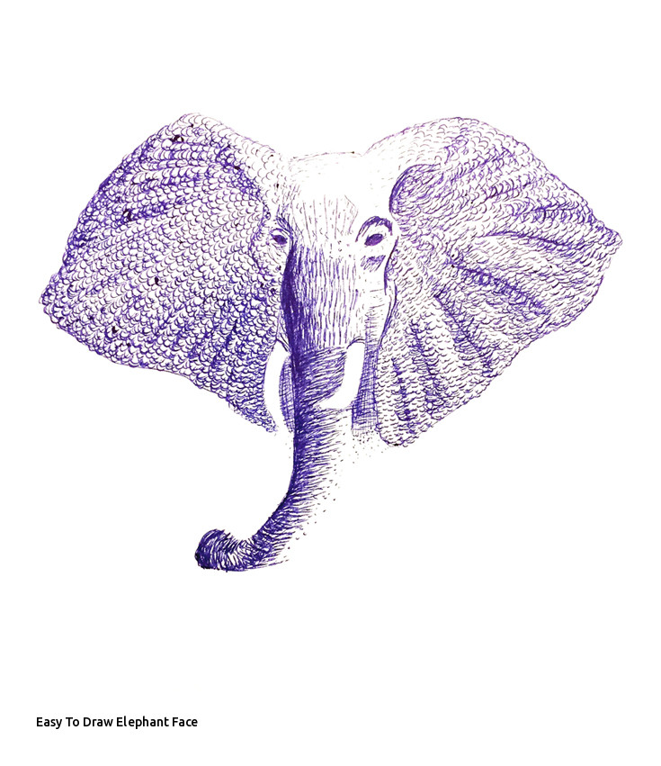 Elephant Ears Drawing at Explore collection of