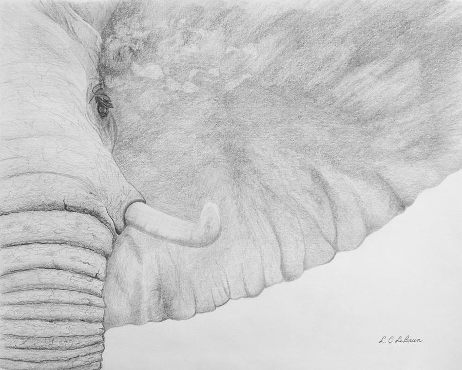 Elephant Ears Drawing at Explore collection of