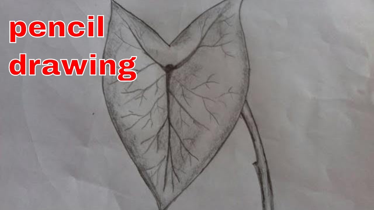 1280x720 Elephant Ear Leaf Drawing How To Draw A Leaf Easy Leaf Drawing - Elephant Ears Drawing