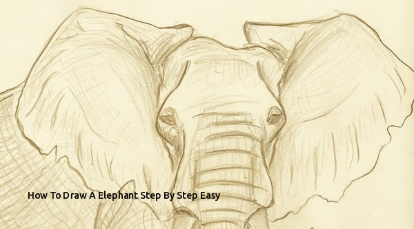 600x333 How To Draw A Elephant Step - Elephant Ears Drawing