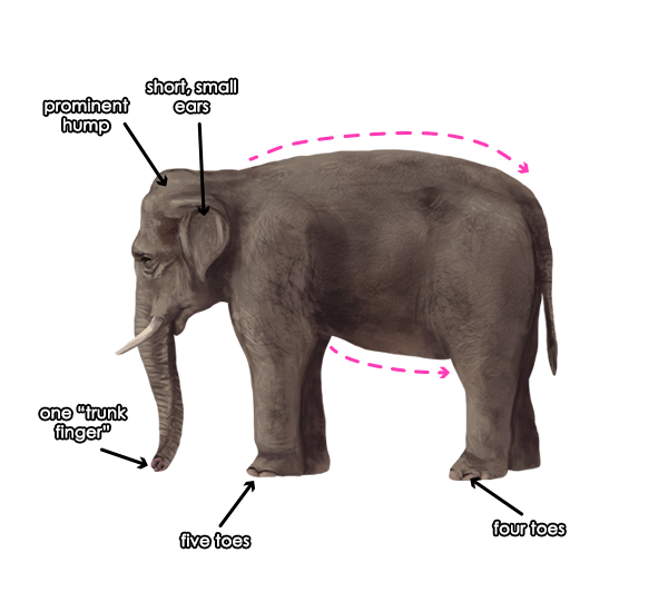 600x532 How To Draw Animals Elephants, Their Species And Anatomy - Elephant Ears Drawing