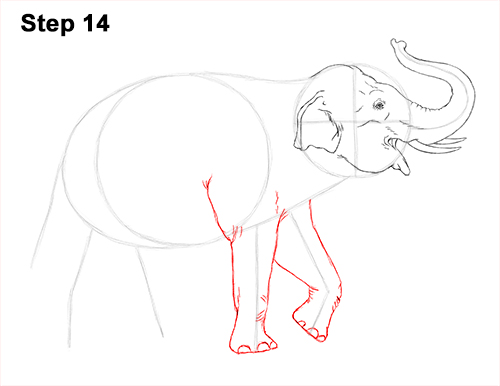 500x386 How To Draw An Asian Elephant - Elephant Ears Drawing
