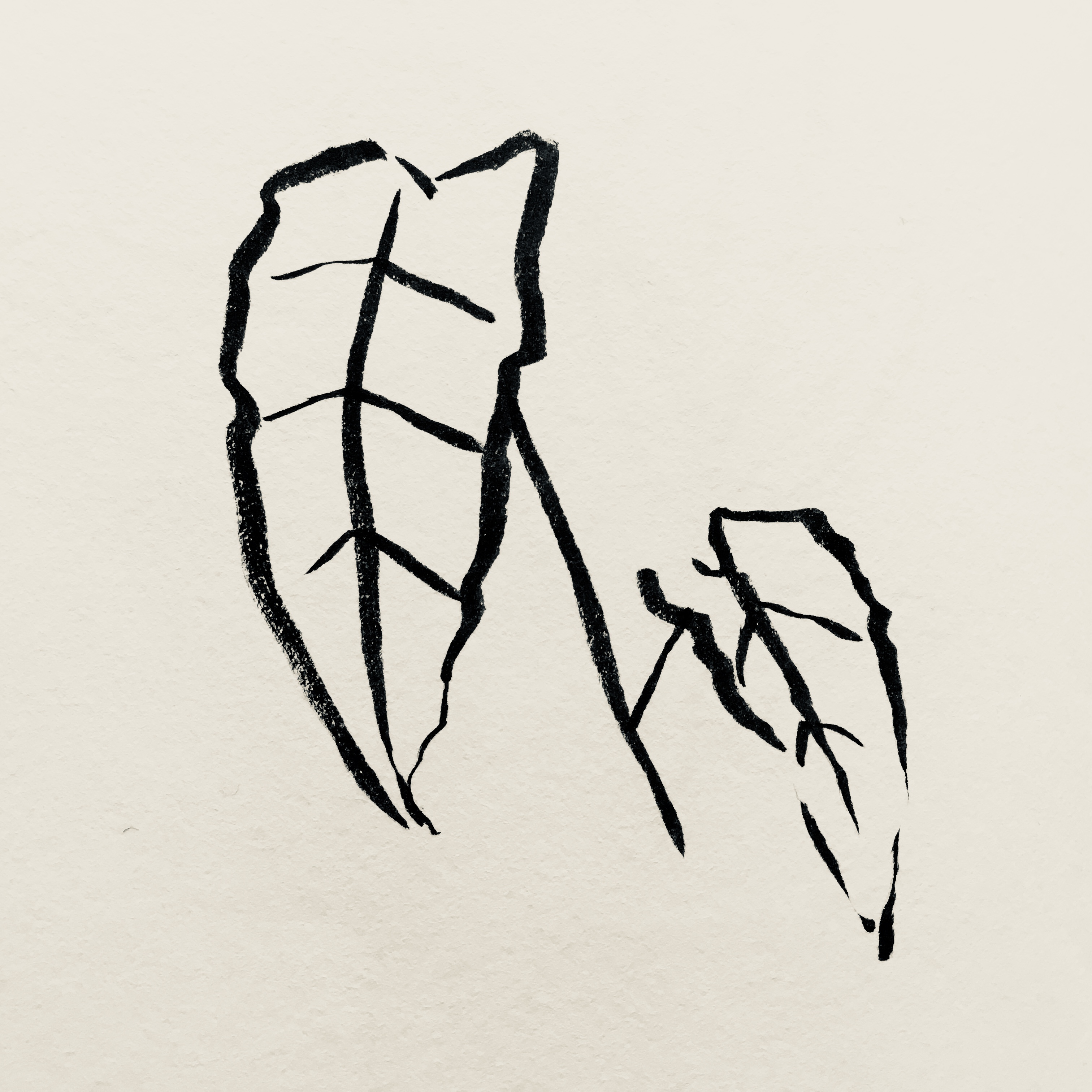 3024x3024 Elephant's Ear - Elephant Ears Drawing