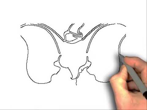 480x360 How To Draw Elephant Ears - Elephant Ears Drawing