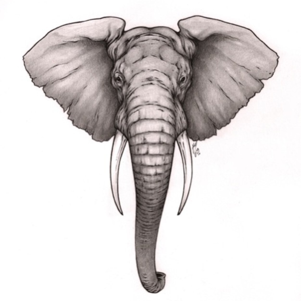 Elephant Ears Drawing at Explore collection of