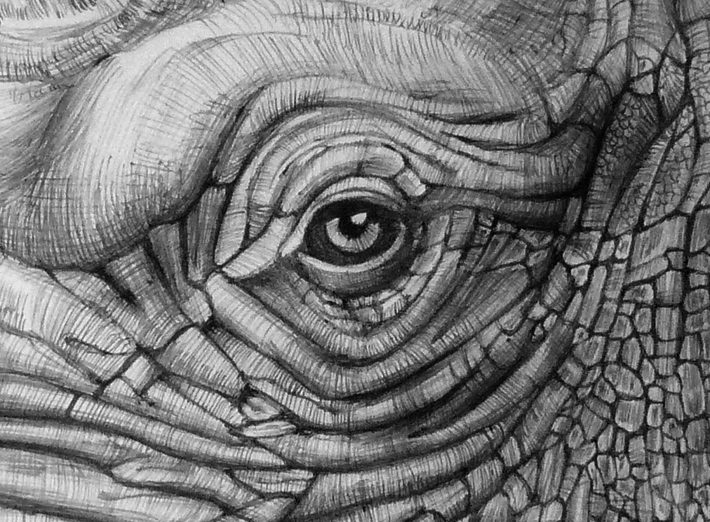 Elephant Eye Drawing