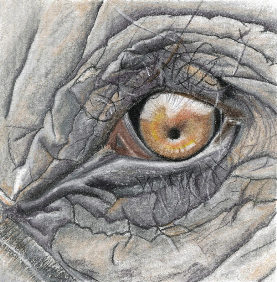 885x900 Elephant Eye - Elephant Eye Drawing