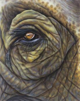 276x350 Elephant Eye - Elephant Eye Drawing
