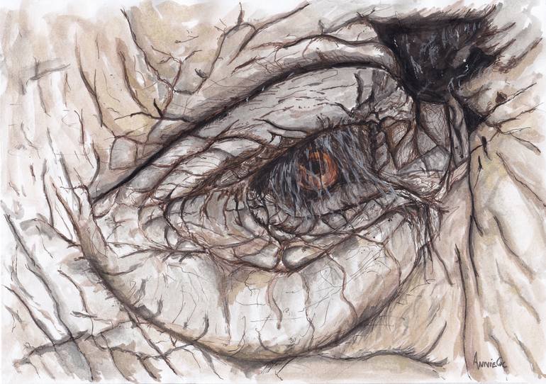770x542 Elephant Eye Drawing - Elephant Eye Drawing
