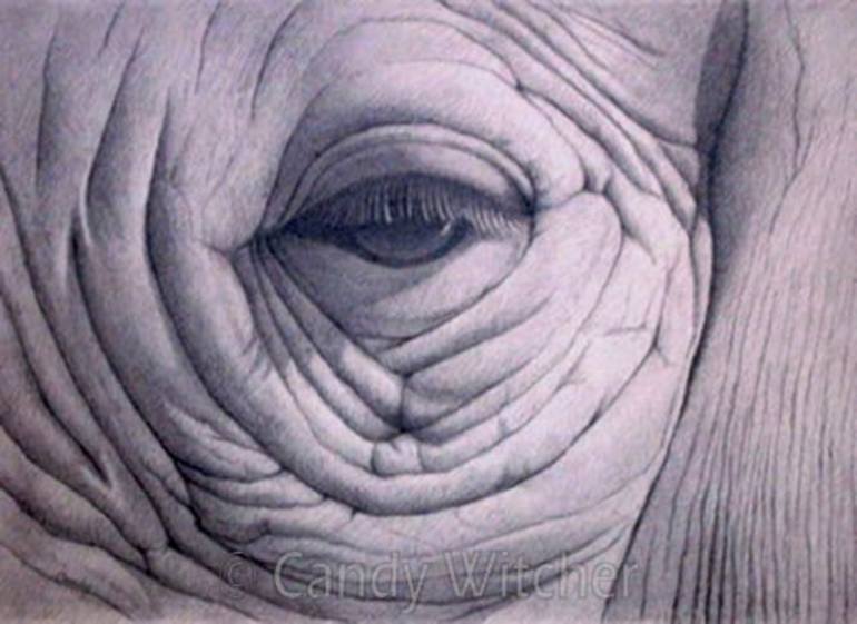 770x561 Elephant Eye Drawing - Elephant Eye Drawing