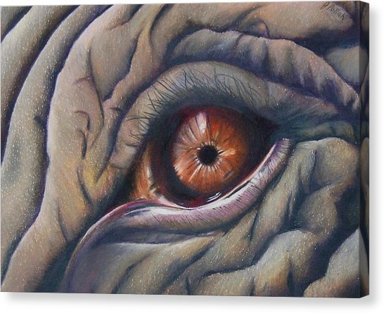 546x445 Elephant Eye Drawing - Elephant Eye Drawing