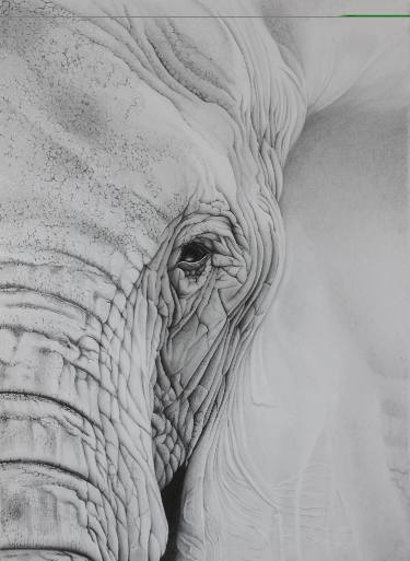 375x513 Elephant Eye Drawing - Elephant Eye Drawing