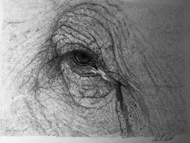 375x281 Elephant Eye Drawings For Sale Saatchi Art - Elephant Eye Drawing