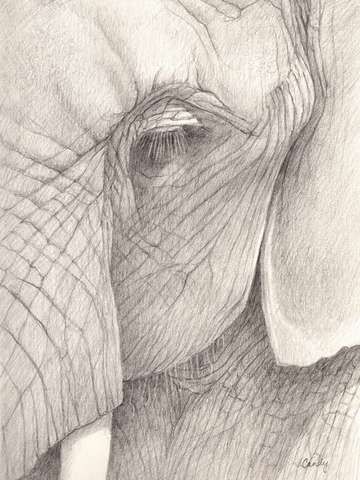 360x480 Elephant Eye Ii - Elephant Eye Drawing