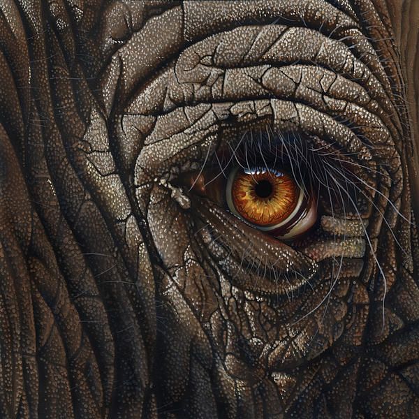 600x600 Elephant Eye Painting - Elephant Eye Drawing