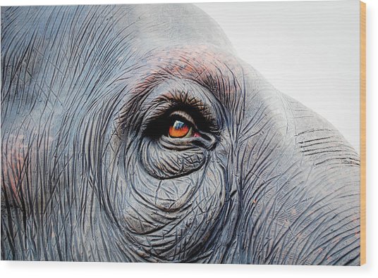 536x395 Elephant Eye Photograph - Elephant Eye Drawing