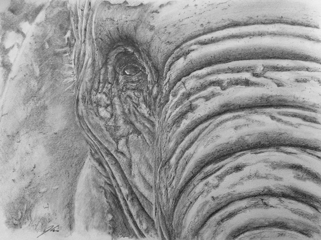 1024x766 Elephant Eye - Elephant Eye Drawing