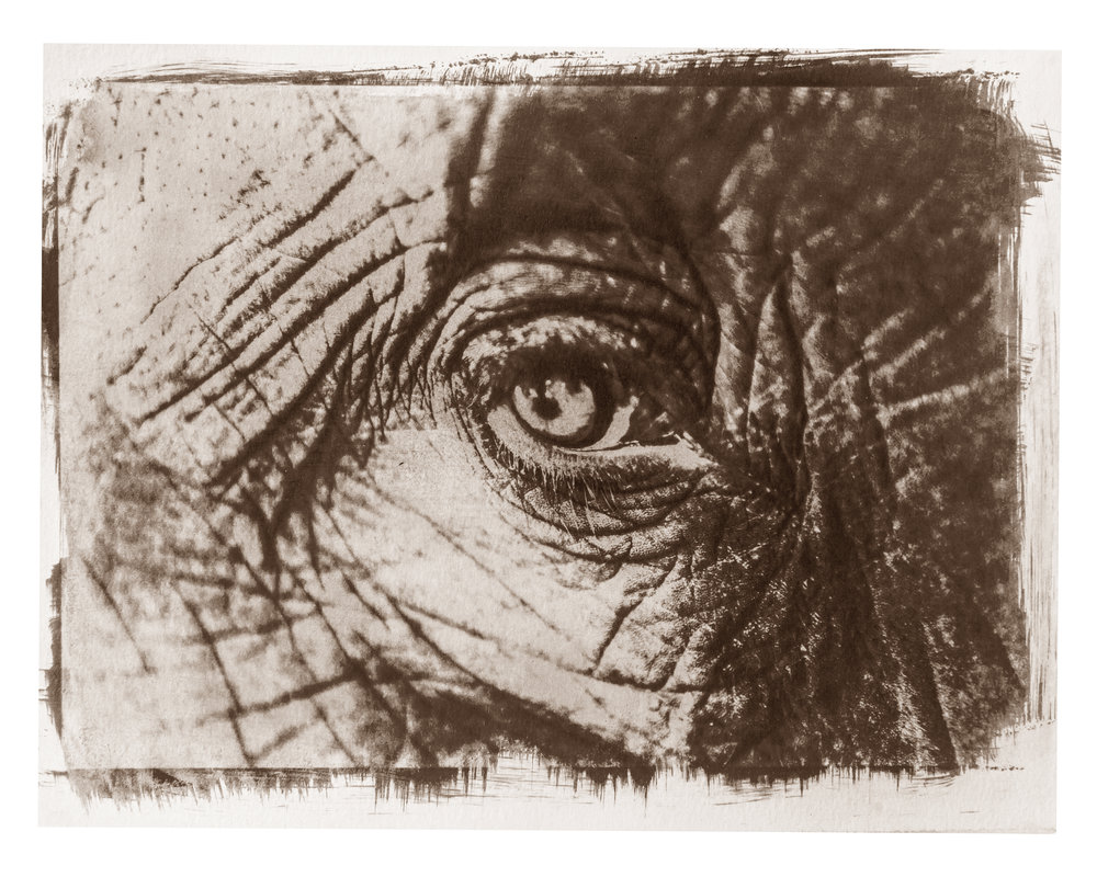 elephant eye drawing