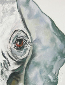 230x300 Elephant Eyes Drawings Fine Art America - Elephant Eye Drawing