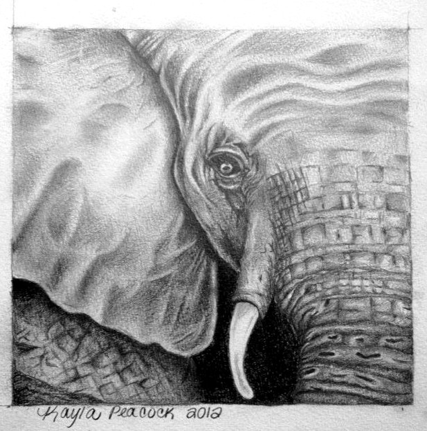 Elephant Eye Drawing at Explore collection of