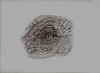 344x250 Elephant Eye Pencil Sketch - Elephant Eye Drawing