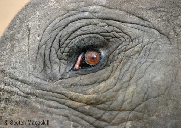 600x425 Image Result For Elephant's Eye Drawing Or Painting Tutorials - Elephant Eye Drawing
