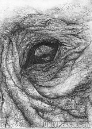 300x420 Original Aceo Elephant Eye Pencil Drawing Pencil Drawings Ojos - Elephant Eye Drawing