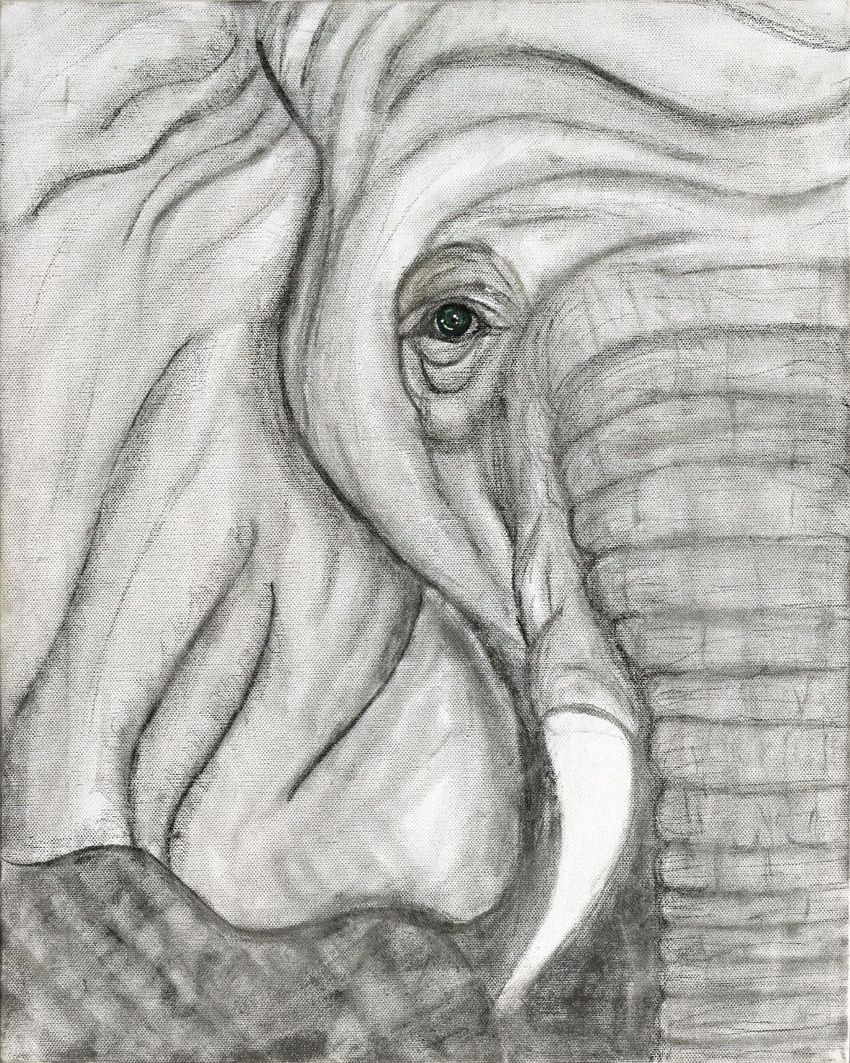Elephant Eye Drawing at Explore collection of