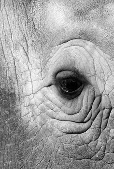 236x348 Elephant Eye Drawing - Elephant Eye Drawing
