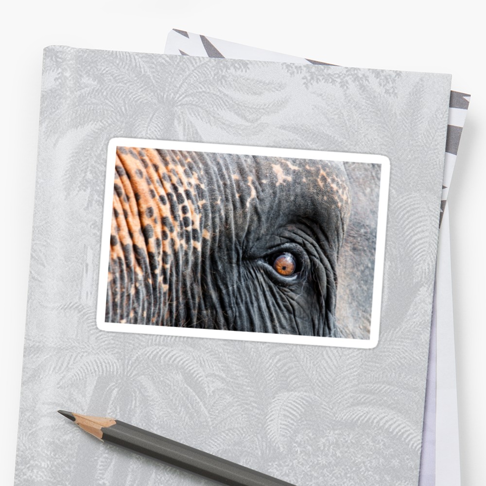 1000x1000 Close Up Shot Of Asian Elephant Eye Stickers - Elephant Eye Drawing
