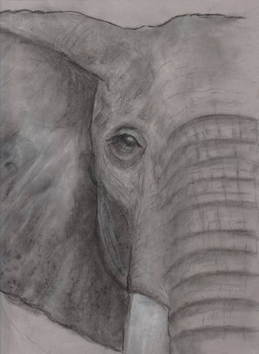 375x512 Elephant Drawing - Elephant Eye Drawing