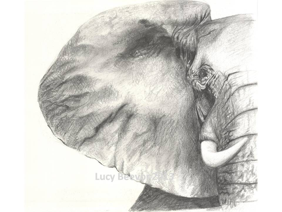 960x720 Elephant Face Pencil Drawing - Elephant Face Drawing