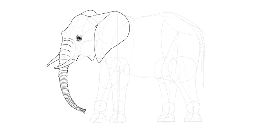 850x425 How To Draw An Elephant Step - Elephant Face Drawing