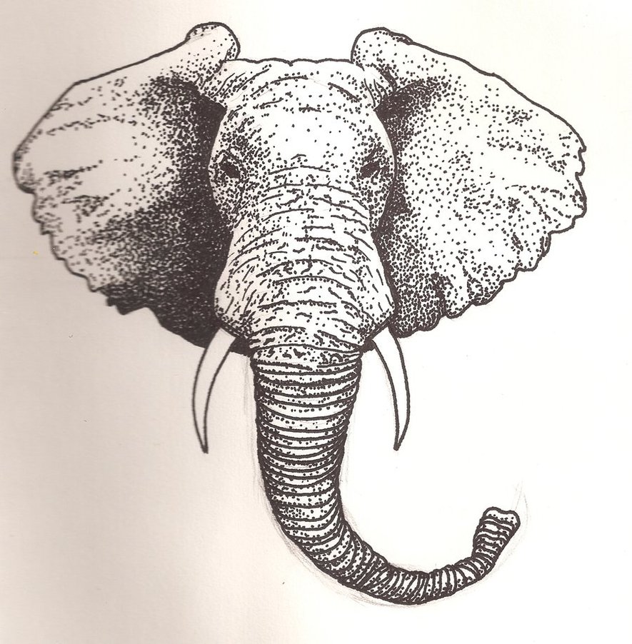 885x902 Huge Collection Of 'elephant Front View Drawing' Download More - Elephant Face Drawing