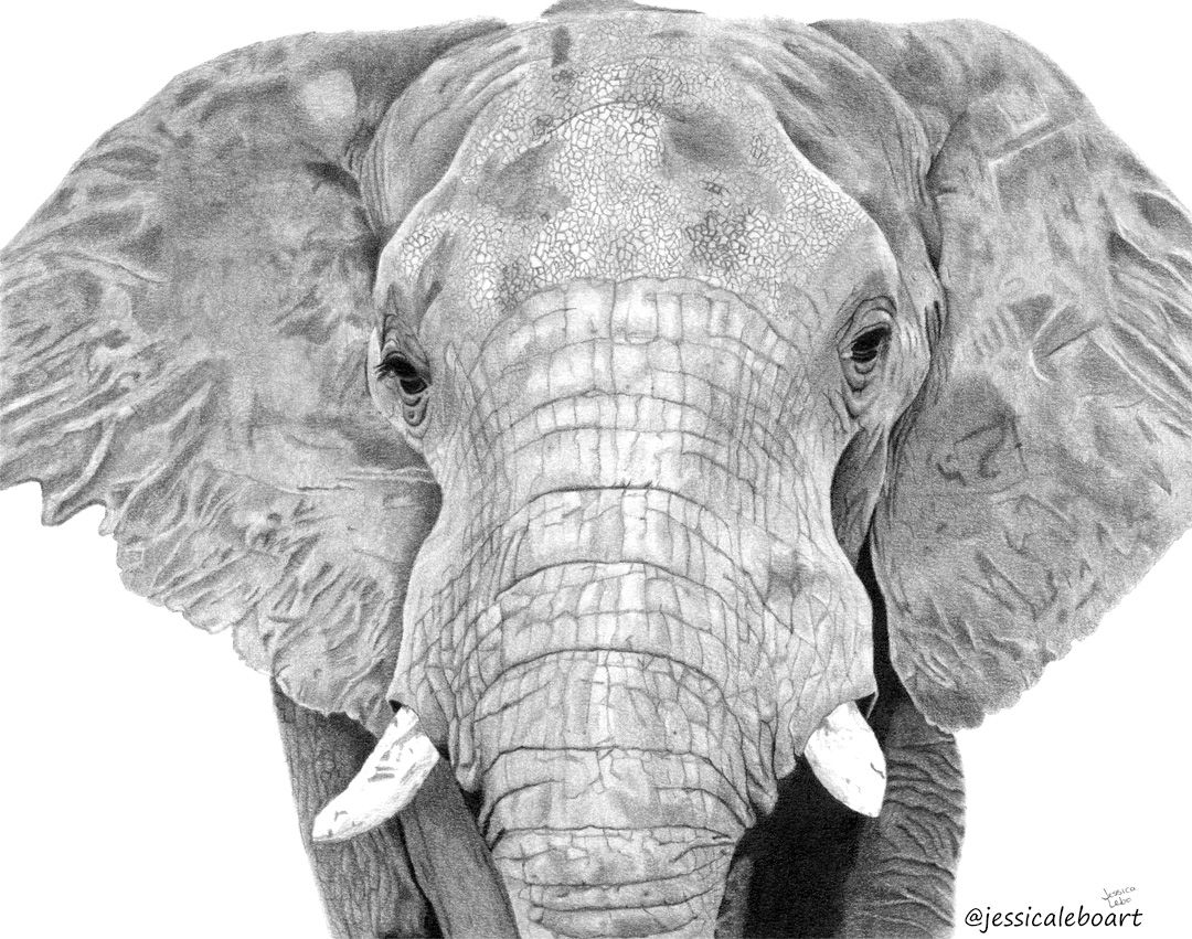 1080x851 Simple Drawing Of Elephants Unusual Graphite Pencil An Elephant - Elephant Face Drawing