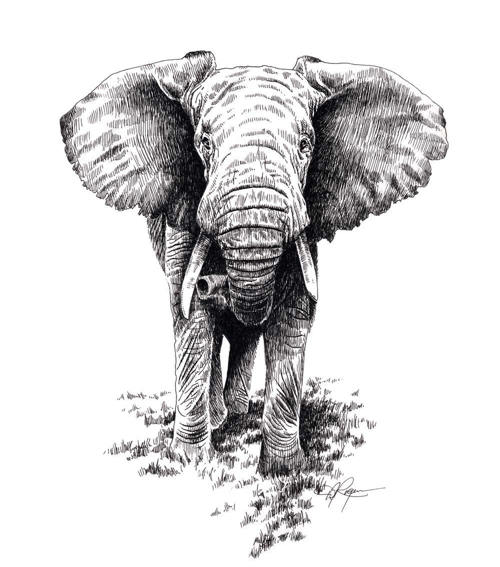 1000x1132 Elephant Face Front - Elephant Face Drawing