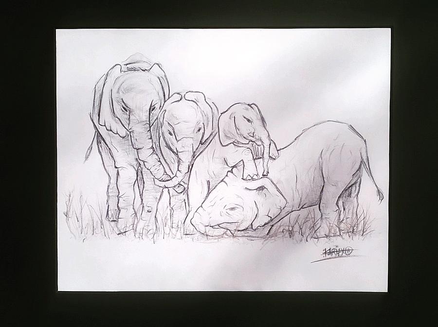 900x673 African Elephant Family Drawing - Elephant Family Drawing
