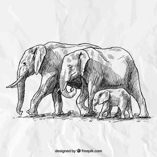 626x626 Hand Drawn Elephant Family Vector Free Download - Elephant Family Drawing