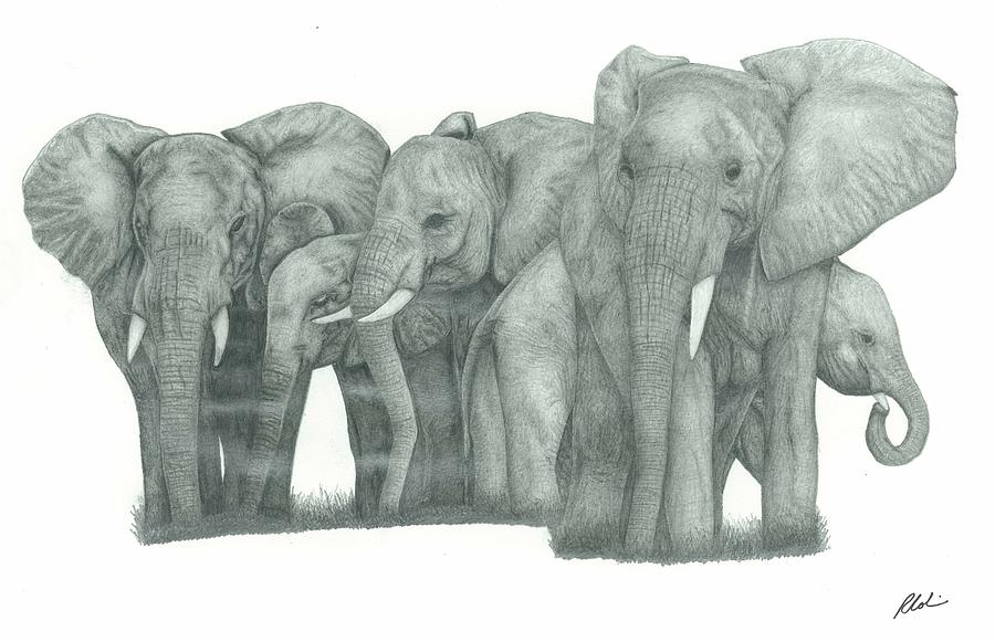 900x581 Elephant Family Drawing - Elephant Family Drawing